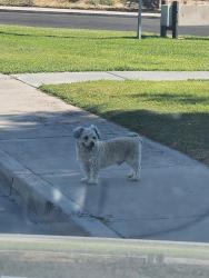 Lost Male Dog last seen Hi I have seen this dog for 3 days, North Las Vegas, NV 89030