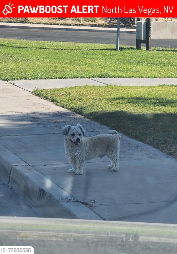 Lost Male Dog last seen Hi I have seen this dog for 3 days, North Las Vegas, NV 89030