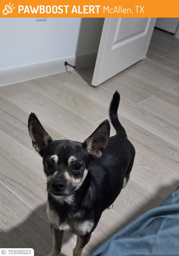 Found/Stray Male Dog last seen Near N 23rd St, McAllen, TX 78504, McAllen, TX 78504