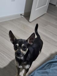 Found/Stray Male Dog last seen Near N 23rd St, McAllen, TX 78504, McAllen, TX 78504
