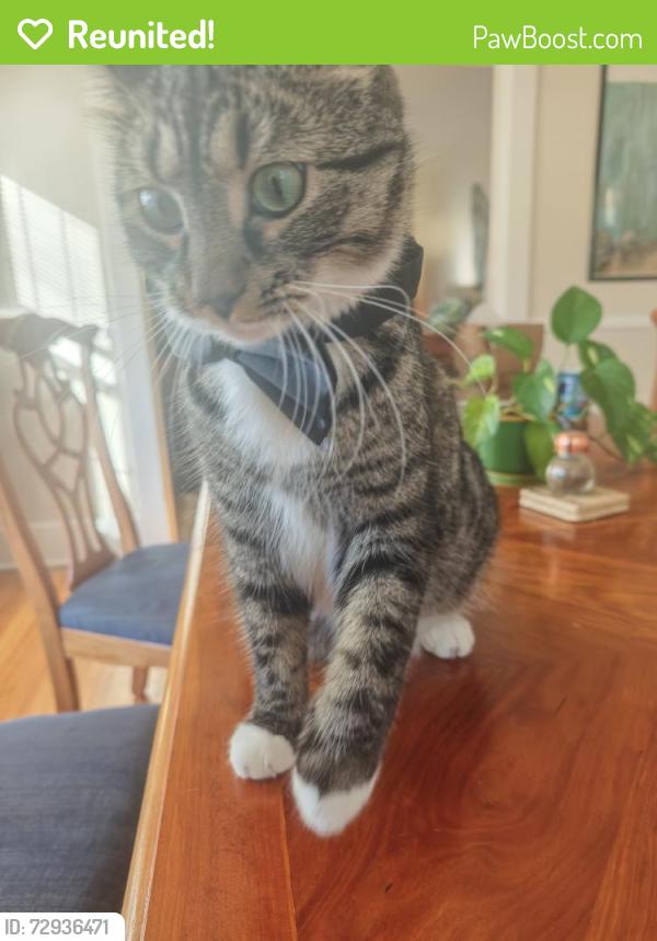 Reunited Male Cat last seen Near Howard Ave, Nashville, TN 37216, USA, Nashville, TN 37216