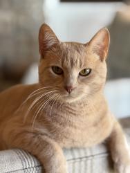 Reunited Male Cat last seen Norris Fwy, Knoxville, TN 37938