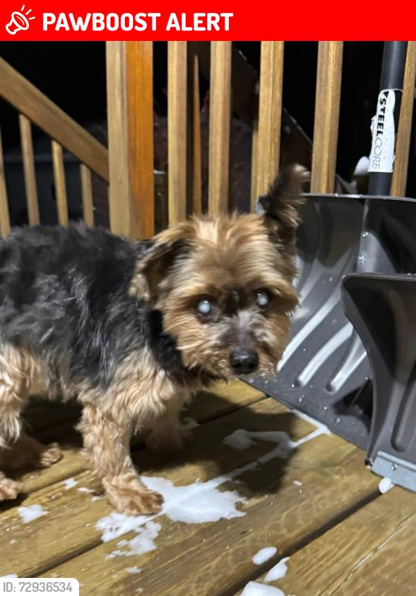 Lost Male Dog last seen Bass lake Rd, Hatley WI (closest to Hilly Acres intersection), Hatley, WI 54440