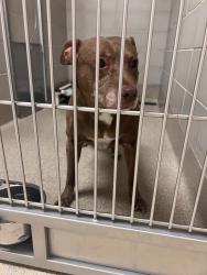 Shelter Stray Female Dog last seen Near Runaway Bay Drive, VIRGINIA BEACH, VA, 23452, Virginia Beach, VA 23451