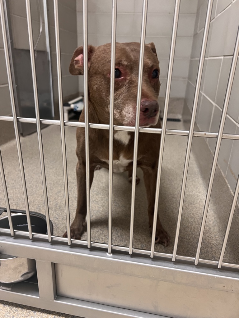 Shelter Stray Female Dog last seen Near Runaway Bay Drive, VIRGINIA BEACH, VA, 23452, Virginia Beach, VA 23451