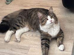 Reunited Male Cat last seen Singleton dr, Hilliard, OH 43026