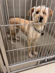 Shelter Stray Female Dog last seen Near Edwin Drive, VIRGINIA BEACH, VA, 23462, Virginia Beach, VA 23451