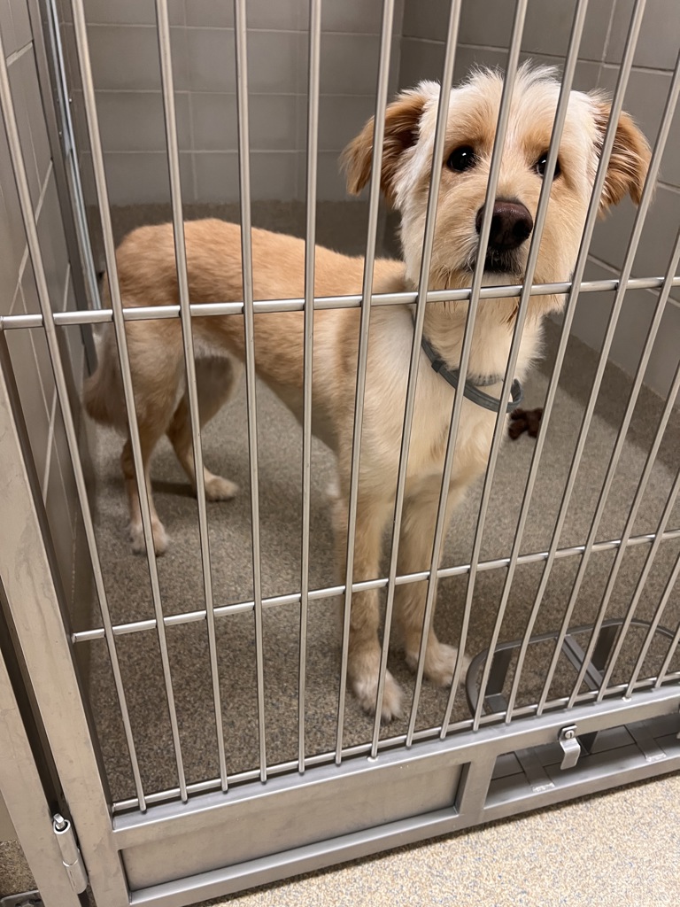 Shelter Stray Female Dog last seen Near Edwin Drive, VIRGINIA BEACH, VA, 23462, Virginia Beach, VA 23451