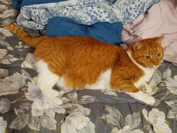 Lost Female Cat last seen Cone Pl & Tamarack Trl, Forest Park, GA 30297