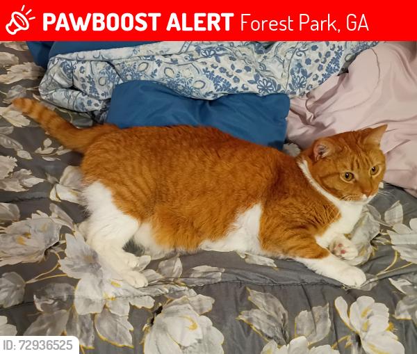 Lost Female Cat last seen Cone Pl & Tamarack Trl, Forest Park, GA 30297