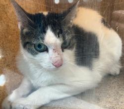 Shelter Stray Female Cat last seen Seneca Avenue, STATEN ISLAND, NY, 10301, Staten Island, NY 10309