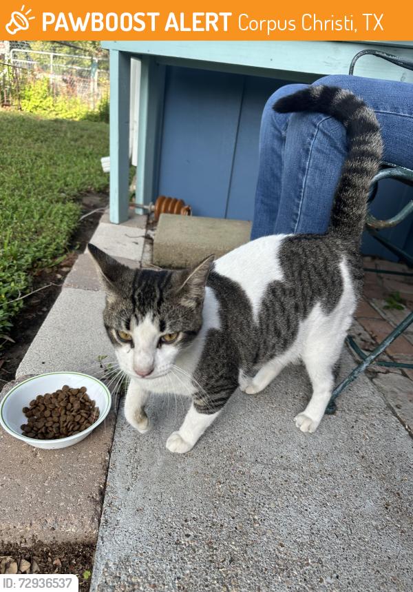 Found/Stray Male Cat last seen Callicoatte Rd, Corpus Christi, TX 78410