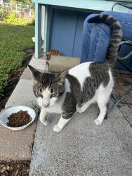 Found/Stray Male Cat last seen Callicoatte Rd, Corpus Christi, TX 78410