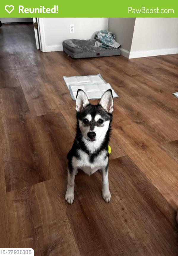 Reunited Female Dog last seen 23rd street and Hoyt , Queens, NY 11102