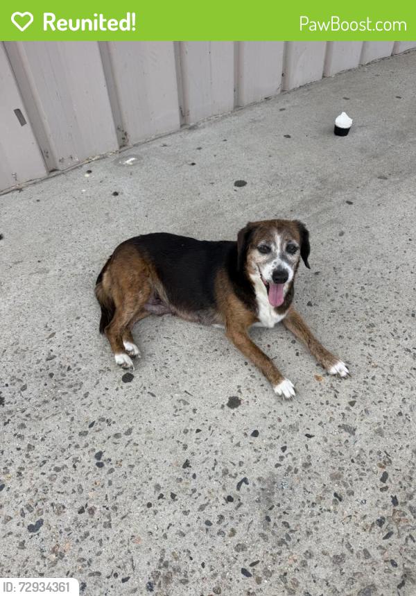 Reunited Female Dog last seen Gas station near Dollar General and Fire Department , Vass, NC 28394