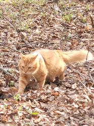 Lost Male Cat last seen The woods, Fauquier County, VA 22742