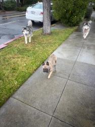 Found/Stray Unknown Dog last seen Bayswater Ave, Burlingame, CA 94010
