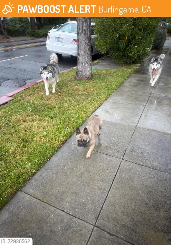 Found/Stray Unknown Dog last seen Bayswater Ave, Burlingame, CA 94010