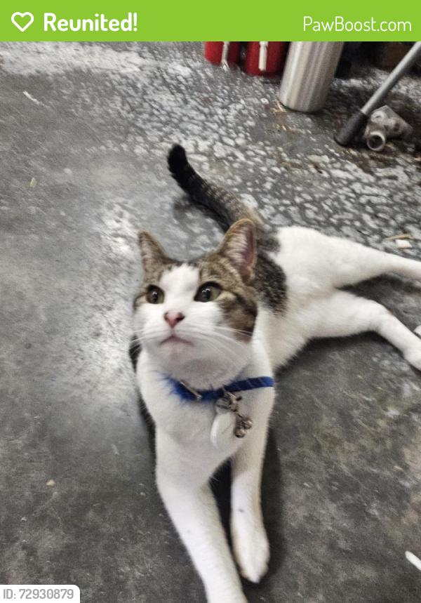 Reunited Unknown Cat last seen SW Brandon St and 23rd Ave SW, Seattle, WA 98106