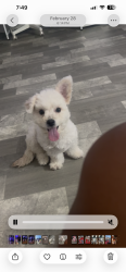 Reunited Female Dog last seen Alta and rampart , Las Vegas, NV 89135