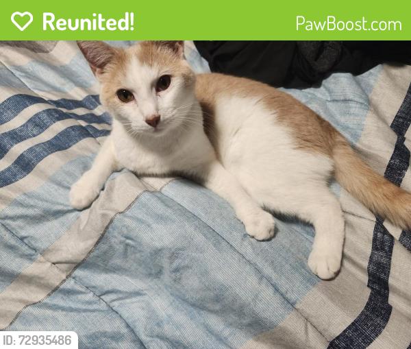 Reunited Male Cat last seen Sharbeth dr s, Varner rd, Jacksonville, FL 32210
