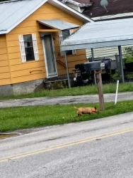 Found/Stray Female Dog last seen Amparos tacos, East Ridge, TN 37412
