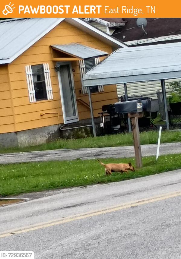 Found/Stray Female Dog last seen Amparos tacos, East Ridge, TN 37412