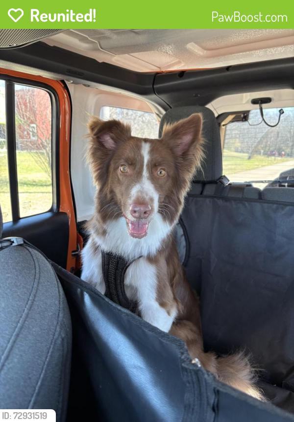 Reunited Male Dog last seen Wandering Benchley, Bryan, TX 77807