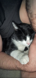 Reunited Female Cat last seen Could be nearby rushing creek court or waverly circle. Valle verde/warm springs, Henderson, NV 89014