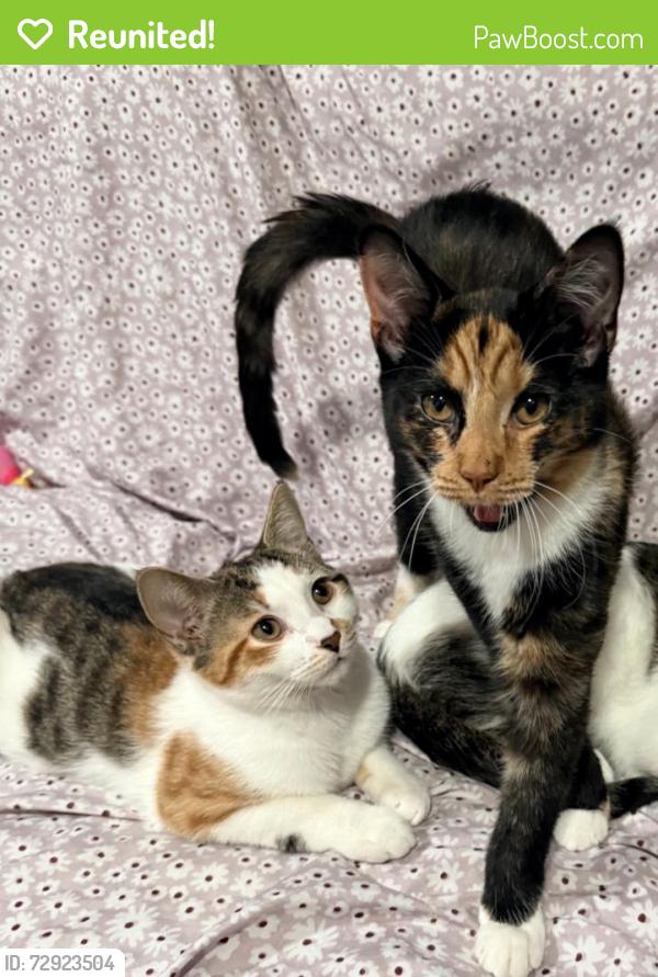 Reunited Female Cat last seen Trian station parking lot, Ronkonkoma, NY 11779