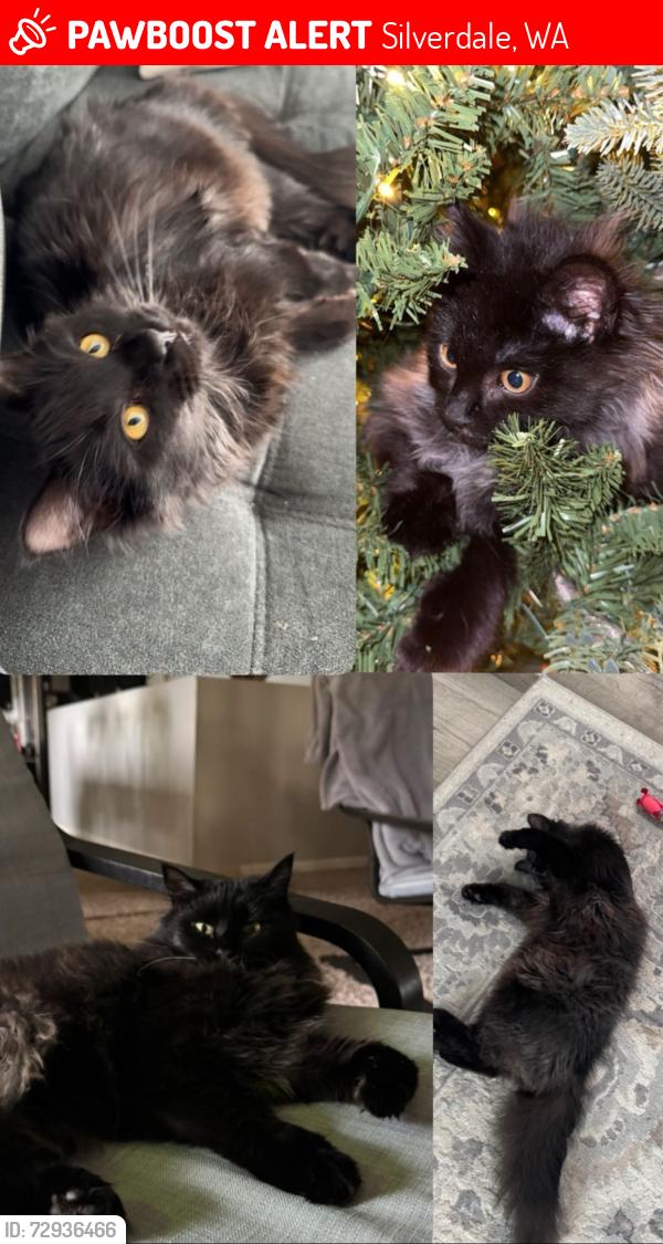 Lost Female Cat last seen Bucklin Hill Rd & Tracyton Blvd , Silverdale, WA 98311