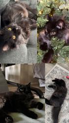 Lost Female Cat last seen Bucklin Hill Rd & Tracyton Blvd , Silverdale, WA 98311