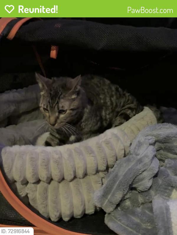 Reunited Male Cat last seen S Klemme Rd and Old Post Rd , Crete, IL 60417