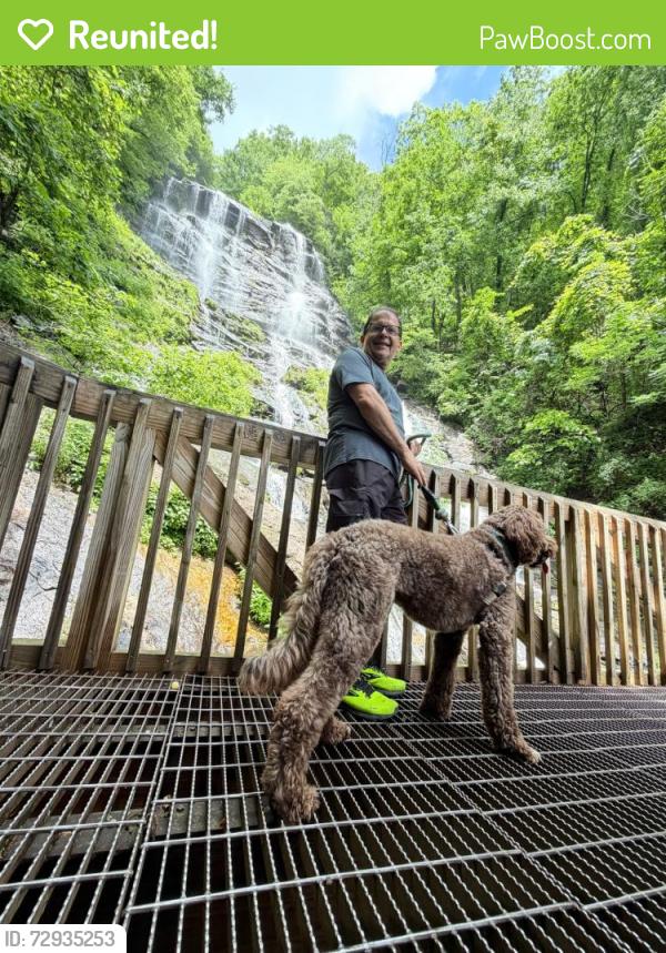Reunited Male Dog last seen Near hemlock trail, Blue Ridge, GA 30513