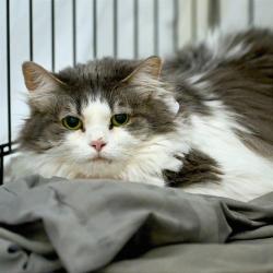 Shelter Stray Female Cat last seen , Memphis, TN 38133