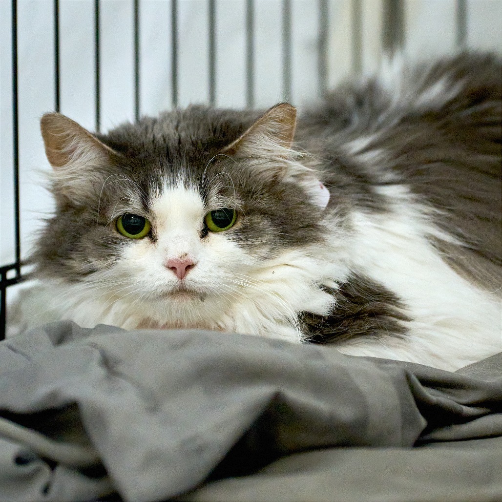 Shelter Stray Female Cat last seen , Memphis, TN 38133