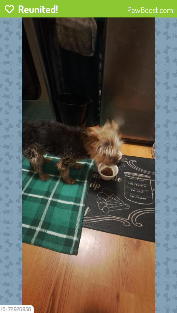 Reunited Male Dog last seen River Overlook Dr , Bloomingdale, FL 33596