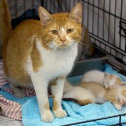 Shelter Stray Female Cat last seen , Memphis, TN 38133