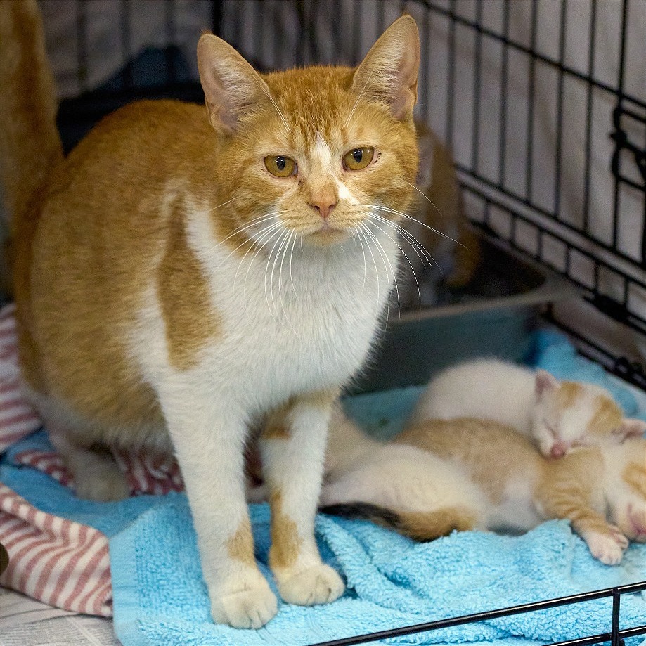 Shelter Stray Female Cat last seen , Memphis, TN 38133