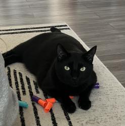 Reunited Male Cat last seen Hancock Bridge Parkway cultural blvd, Cape Coral, FL 33909