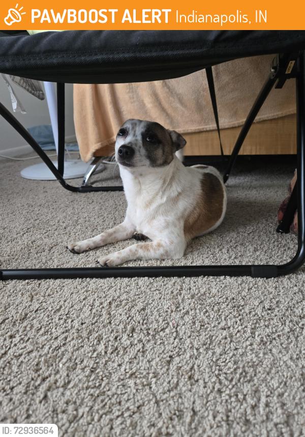 Found/Stray Male Dog last seen Harcourt and Minturn, Indianapolis, IN 46260