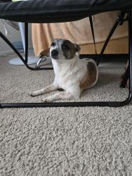 Found/Stray Male Dog last seen Harcourt and Minturn, Indianapolis, IN 46260