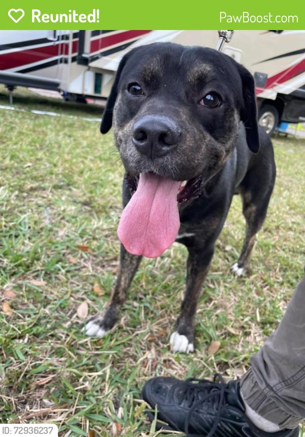 Reunited Male Dog last seen Royal Road, Punta Gorda, FL 33955