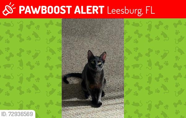 Lost Male Cat last seen Lakeside Retreat at 27, Leesburg, Leesburg, FL 34748