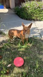 Found/Stray Unknown Dog last seen Panama Ln and old river Rd, Bakersfield, CA 93311
