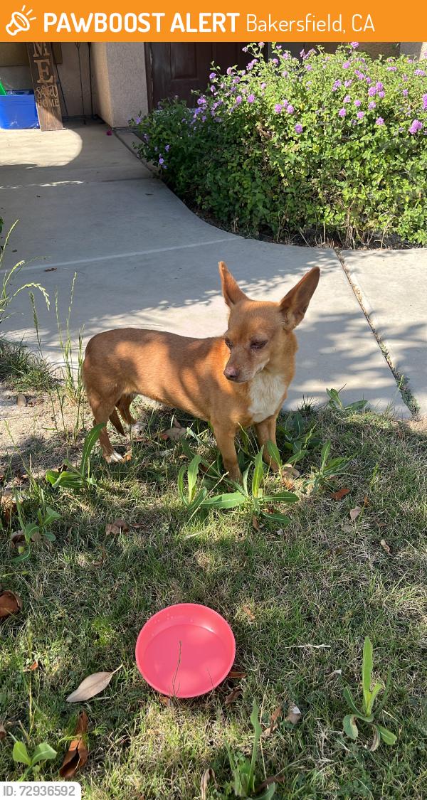 Found/Stray Unknown Dog last seen Panama Ln and old river Rd, Bakersfield, CA 93311