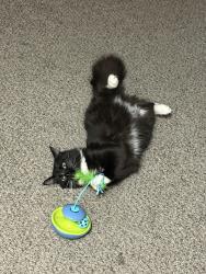 Reunited Female Cat last seen Haywood Rd, Greenville, SC 29607