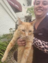 Found/Stray Unknown Cat last seen Near caminito Cantilena , San Diego, CA 92128