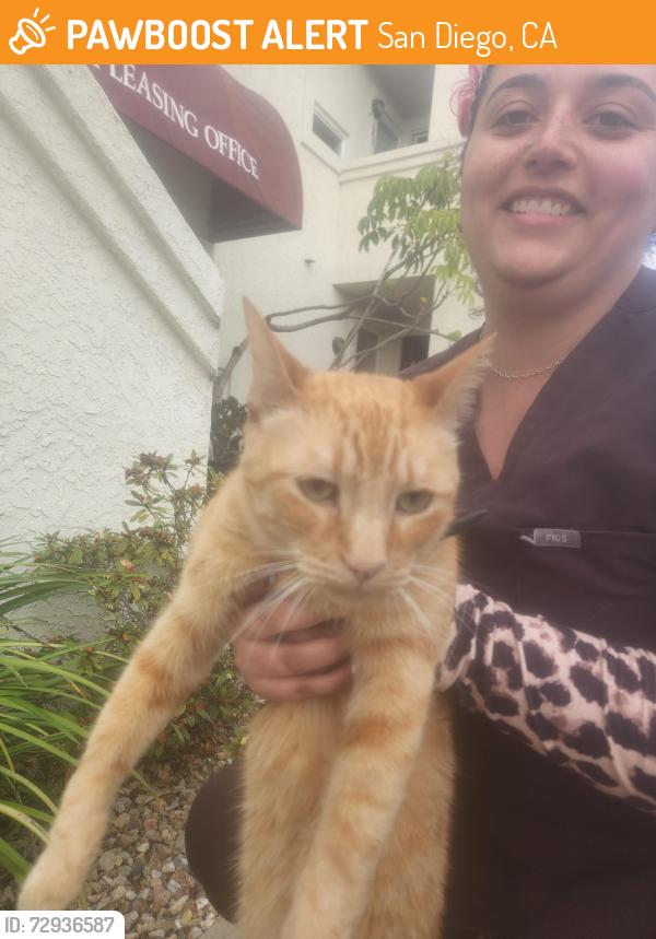 Found/Stray Unknown Cat last seen Near caminito Cantilena , San Diego, CA 92128