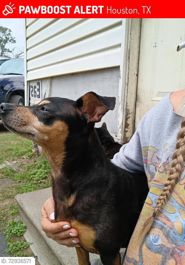 Lost Female Dog last seen Cochran st, Houston, TX 77022